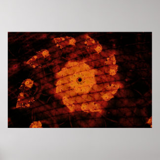 Poster Flor Fragrante