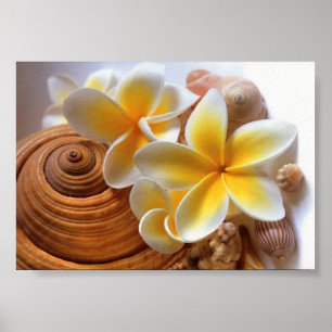Poster Flor Frangipani