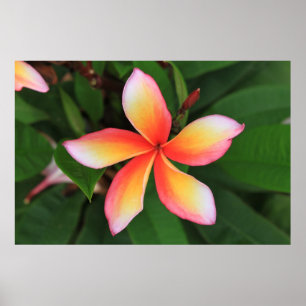 Póster Flor Frangipani