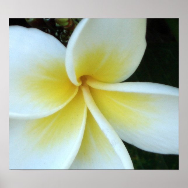 Poster Flor Frangipani (Frente)