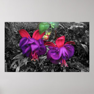 Póster Flor fúcsia