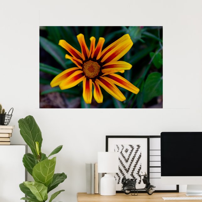Poster Flor Gazania (Escritório em casa)