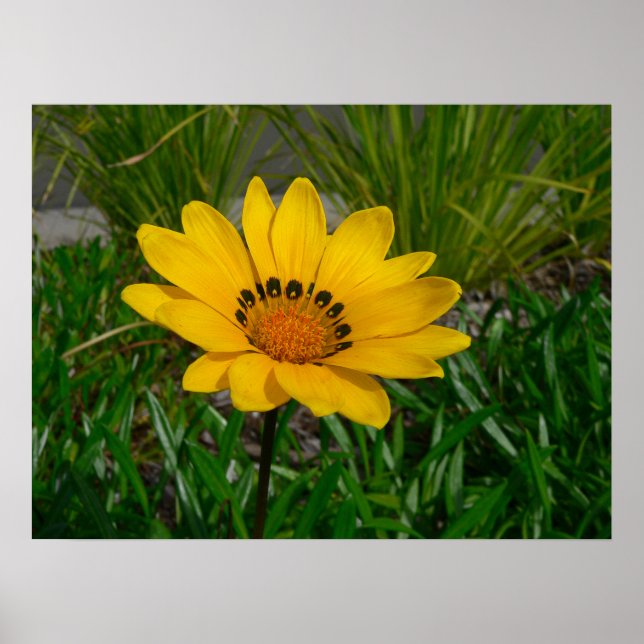 Poster Flor Gazania (Frente)