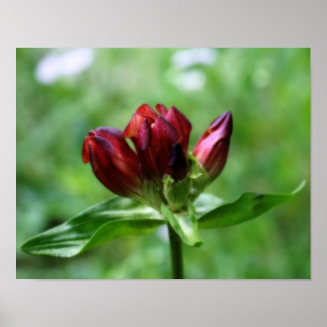 Poster Flor Gentiana Vermelha Na Arte Bloom Orton (Frente)