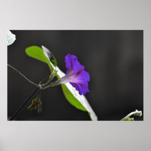 Póster Flor Glória da Manhã Roxa