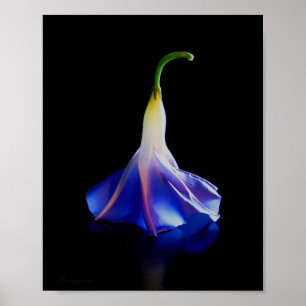 Póster Flor Glória Morning 2