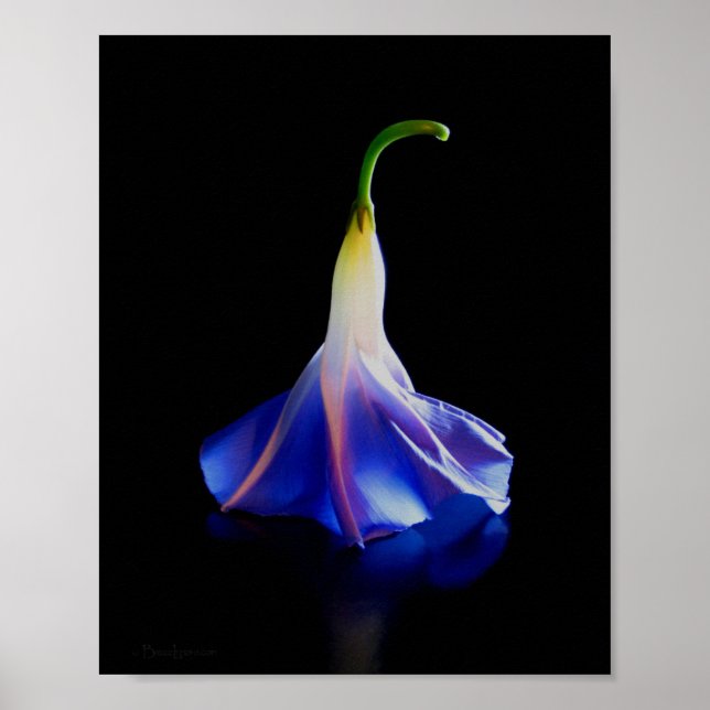Póster Flor Glória Morning 2 (Frente)