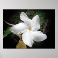 Flor Havaiana 2