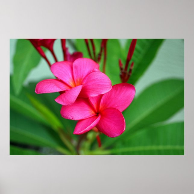 Póster Flor Havaiana - Plumeria Rosa Frangipani (Frente)