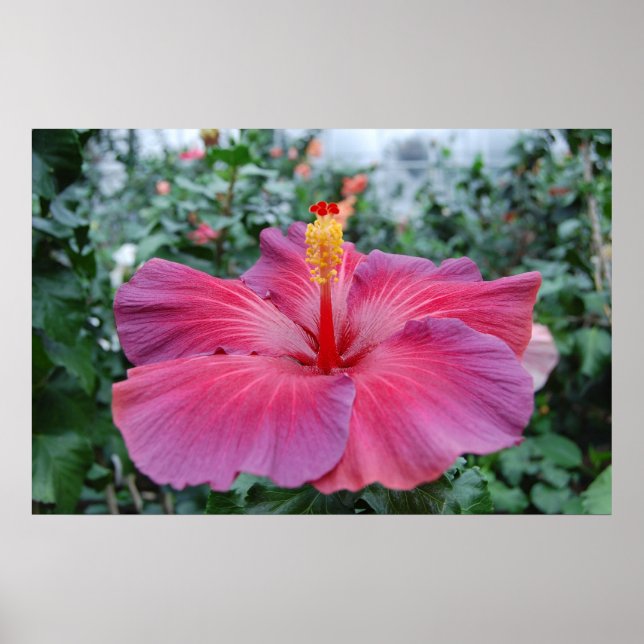 Poster Flor Hibiscus (Frente)