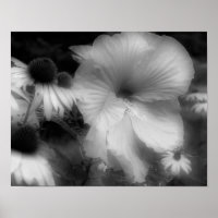 Flor Hibiscus Alto Contraste Preto E Branco