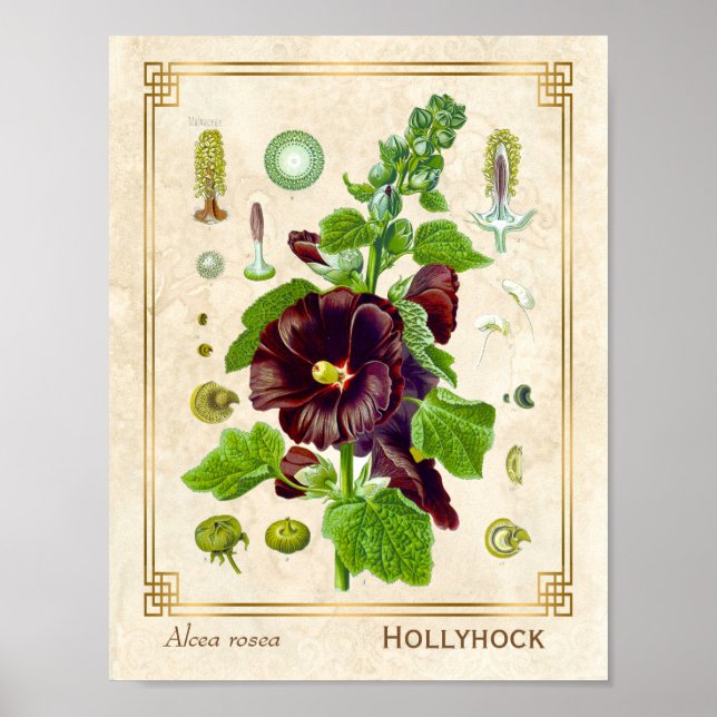 Poster Flor Hollyhock, Púrpura, Da Planta Medicina Vintag (Frente)