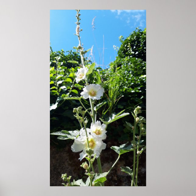 Poster Flor Hollyhocks, Alcea Alba (Frente)