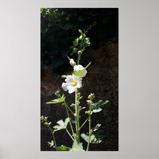 Poster Flor Hollyhocks, Alcea Alba (Frente)