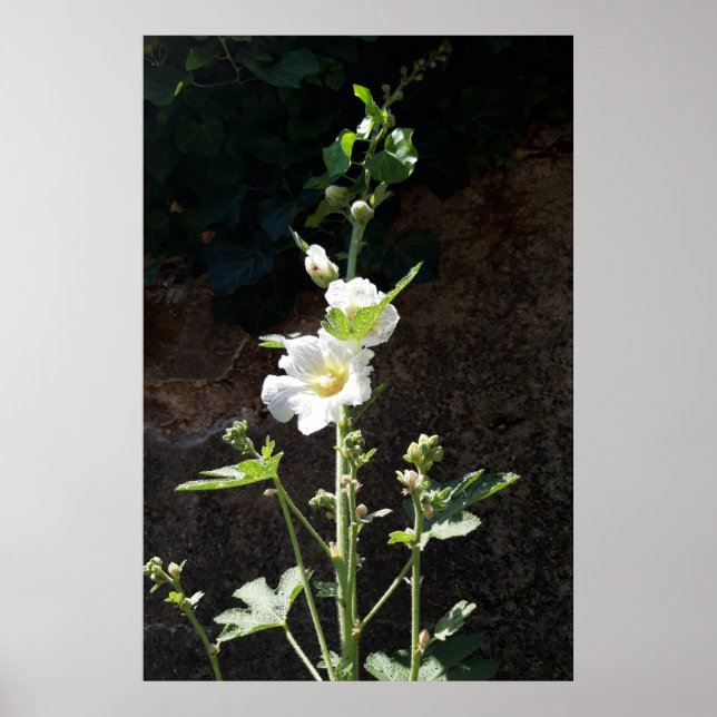Poster Flor Hollyhocks, Alcea Alba (Frente)