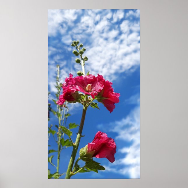 Poster Flor Hollyhocks, Alcea Rosea (Frente)