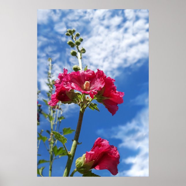 Poster Flor Hollyhocks, Alcea Rosea (Frente)