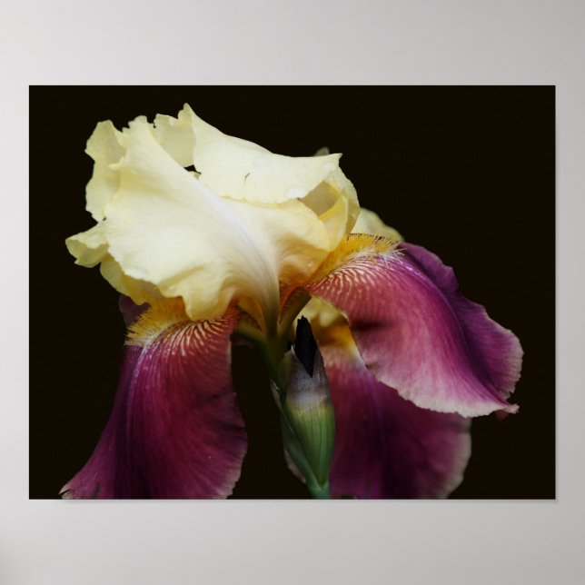 Poster Flor Íris Amarelo (Frente)