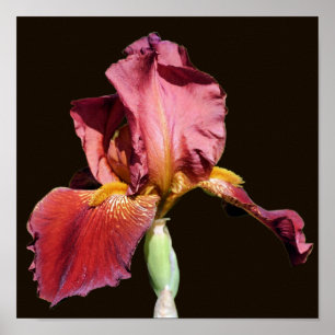 Poster Flor Íris Com Barba De Raiz