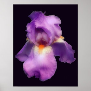 Poster Flor Íris com Lavanda de Dreamded