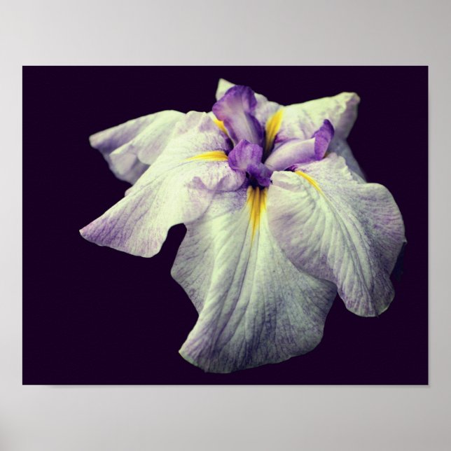 Poster Flor Íris Puro Japonês Fechar (Frente)