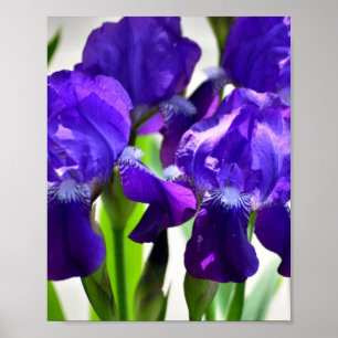 Poster Flor Iris Roxo
