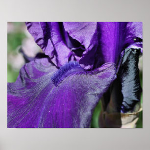 Póster Flor Íris Roxo Profundo