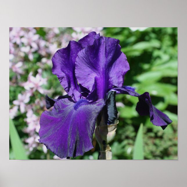 Póster Flor Íris Roxo-Roxo Velvety (Frente)
