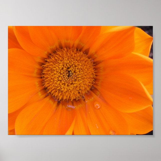Póster Flor Laranja (Frente)