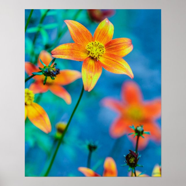 Poster Flor Laranja (Frente)