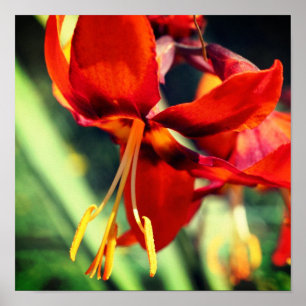 Poster Flor Laranja Cintilante Laranja Fechar