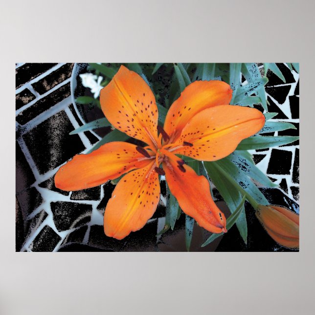 Poster Flor Laranja Com Fundo (Frente)