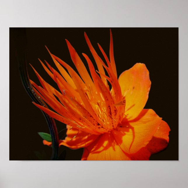 Poster Flor Laranja No Floral Solar (Frente)