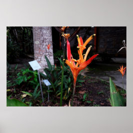 Poster flor laranjada