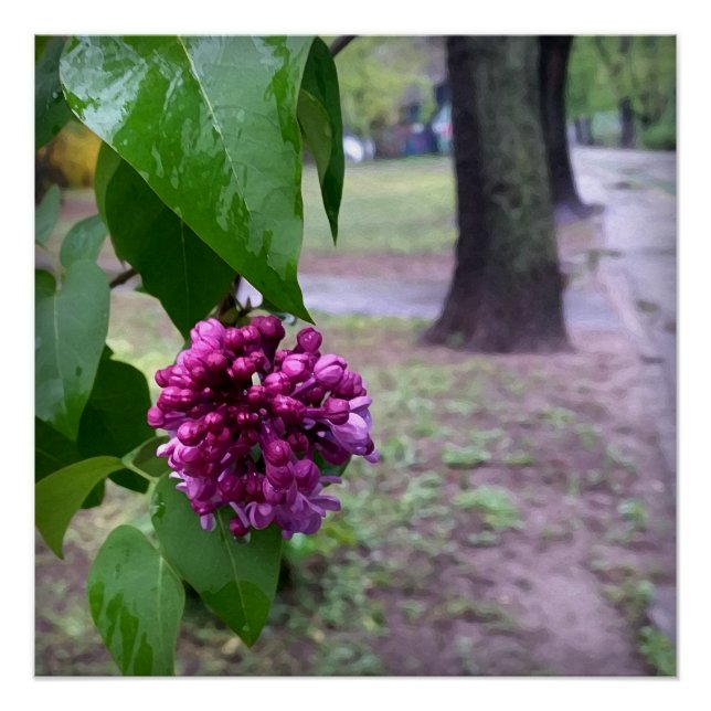 Póster flor lilac na chuva (Frente)