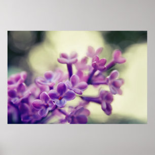 Poster Flor Lilac Roxo em Bokeh
