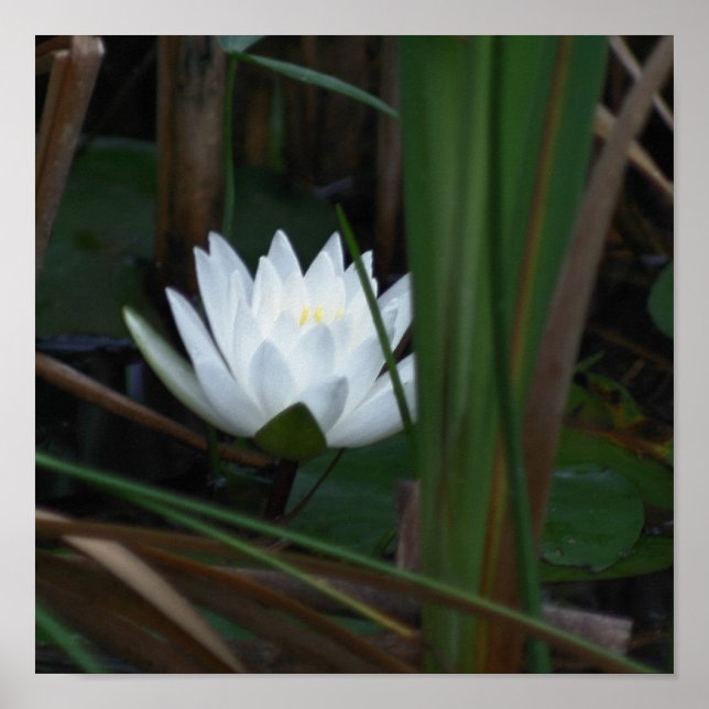 Poster Flor Lilar De Água Do Lotus (Frente)