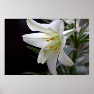 Póster Flor lírio de Páscoa branca Bonito e puro a pret