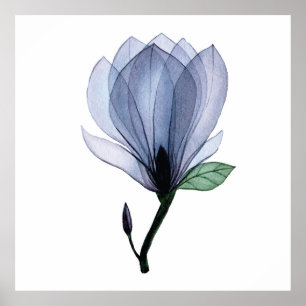 Poster Flor Magnolia