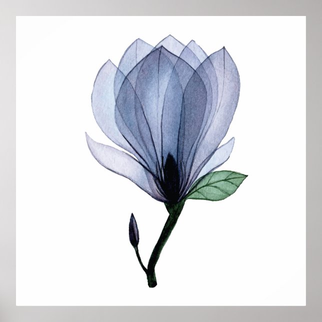 Poster Flor Magnolia (Frente)