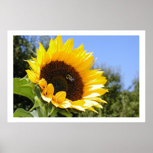 Póster Flor mais grande de Sun