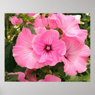 Póster Flor Mallow anual mediterrânico. Lavatera