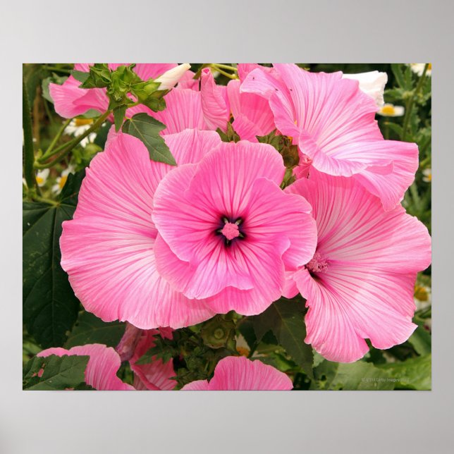 Póster Flor Mallow anual mediterrânico. Lavatera (Frente)