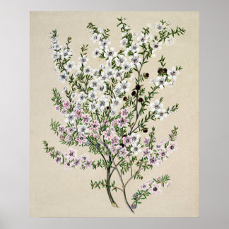 Poster Flor Manuka Nova Zelândia (Leptospermum Scoparium)
