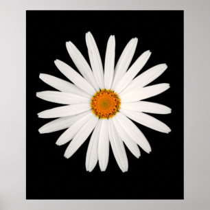 Poster Flor margarida