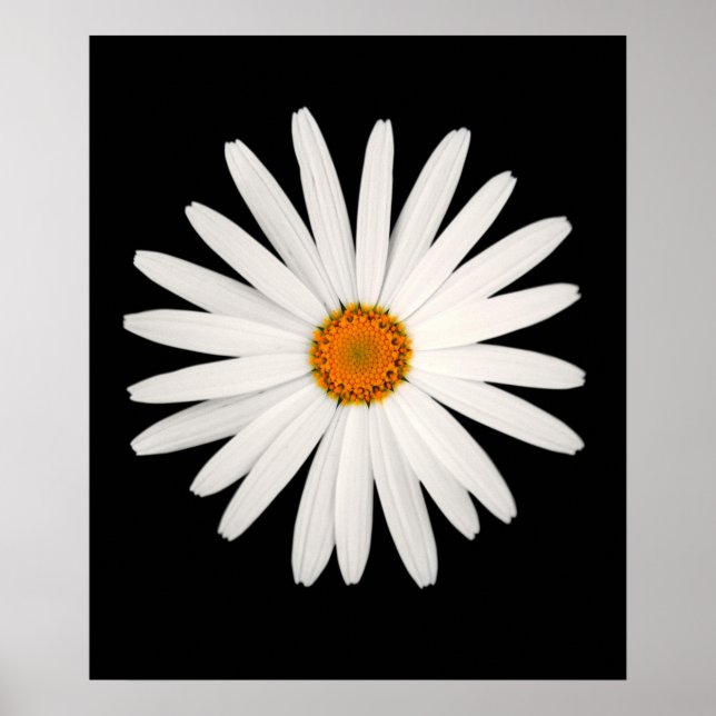 Poster Flor margarida (Frente)