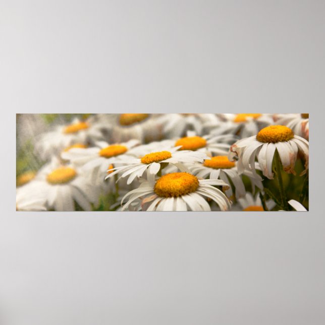 Poster Flor - Margarida - Não muito fresca como uma marga (Frente)