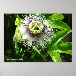 Póster Flor Monster
