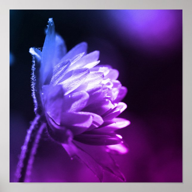 Poster Flor Na Ponta Preta E Branco Da Luz Solar (Frente)
