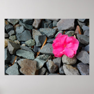 poster "Flor na tosse"